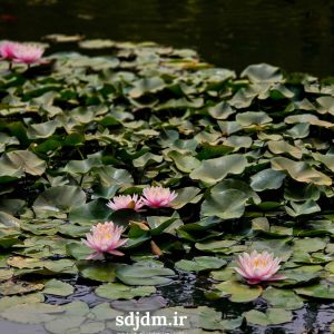 گردش سفر درمعنا (43)